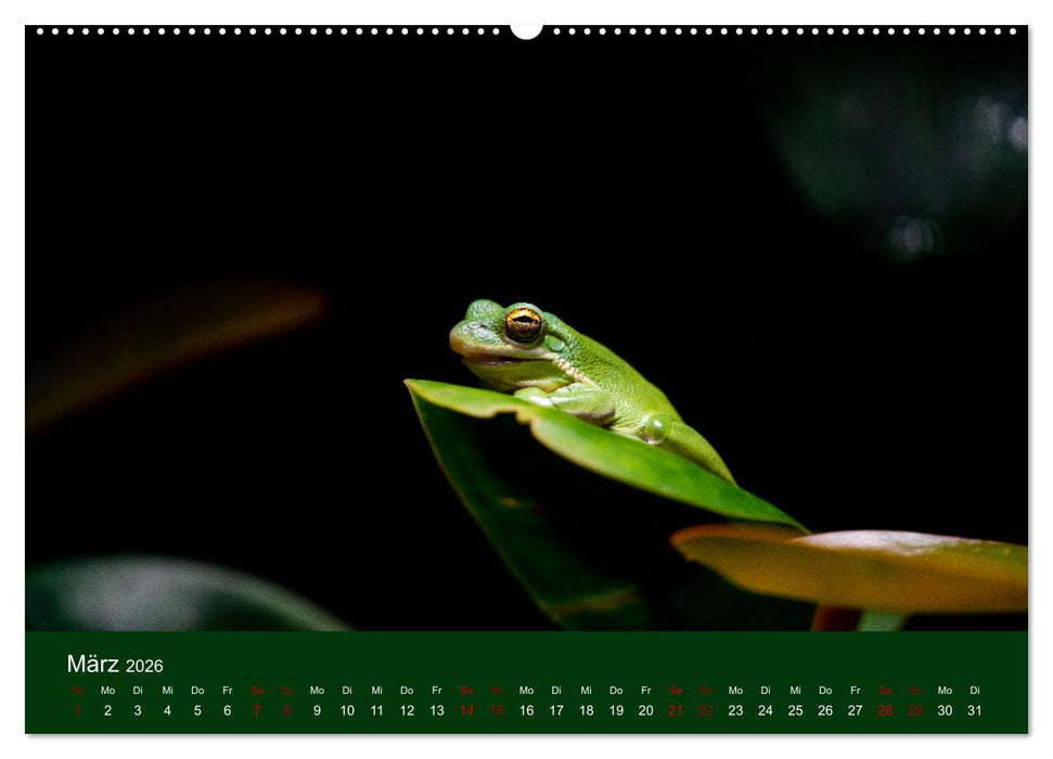 Reptilien & Amphibien Portraits (CALVENDO Premium Wandkalender 2026)