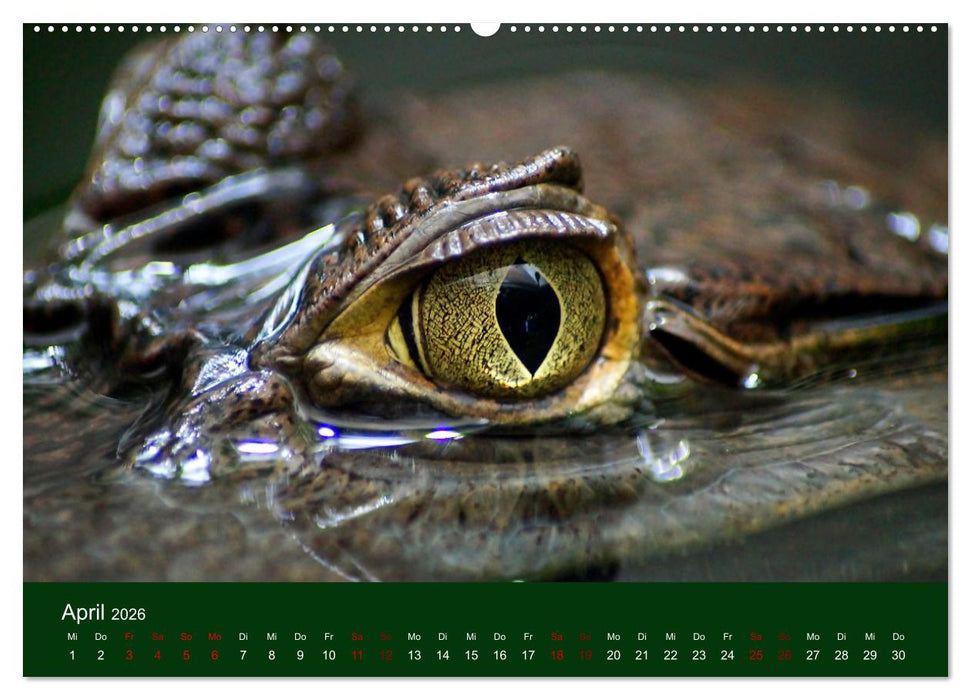 Reptilien & Amphibien Portraits (CALVENDO Premium Wandkalender 2026)