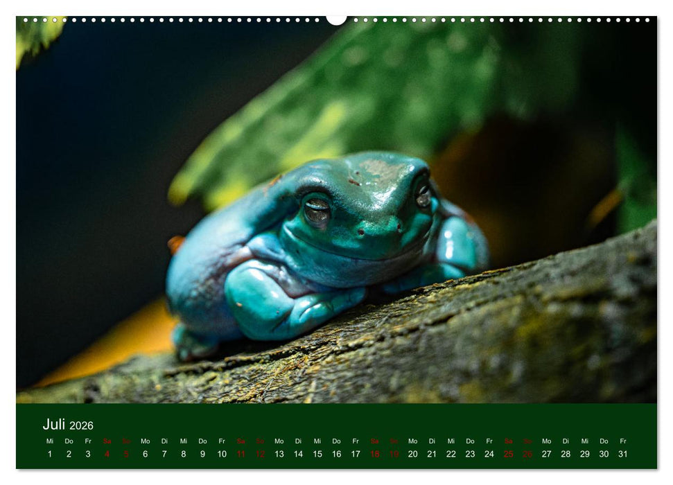 Reptilien & Amphibien Portraits (CALVENDO Premium Wandkalender 2026)