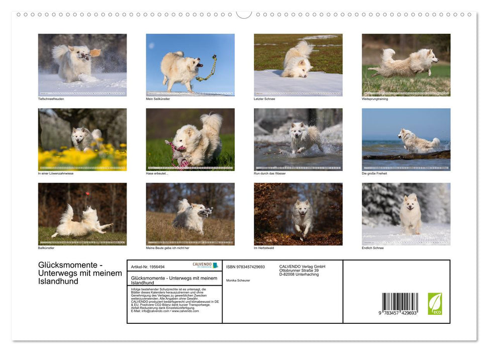 Glücksmomente - Unterwegs mit meinem Islandhund (CALVENDO Premium Wandkalender 2026)