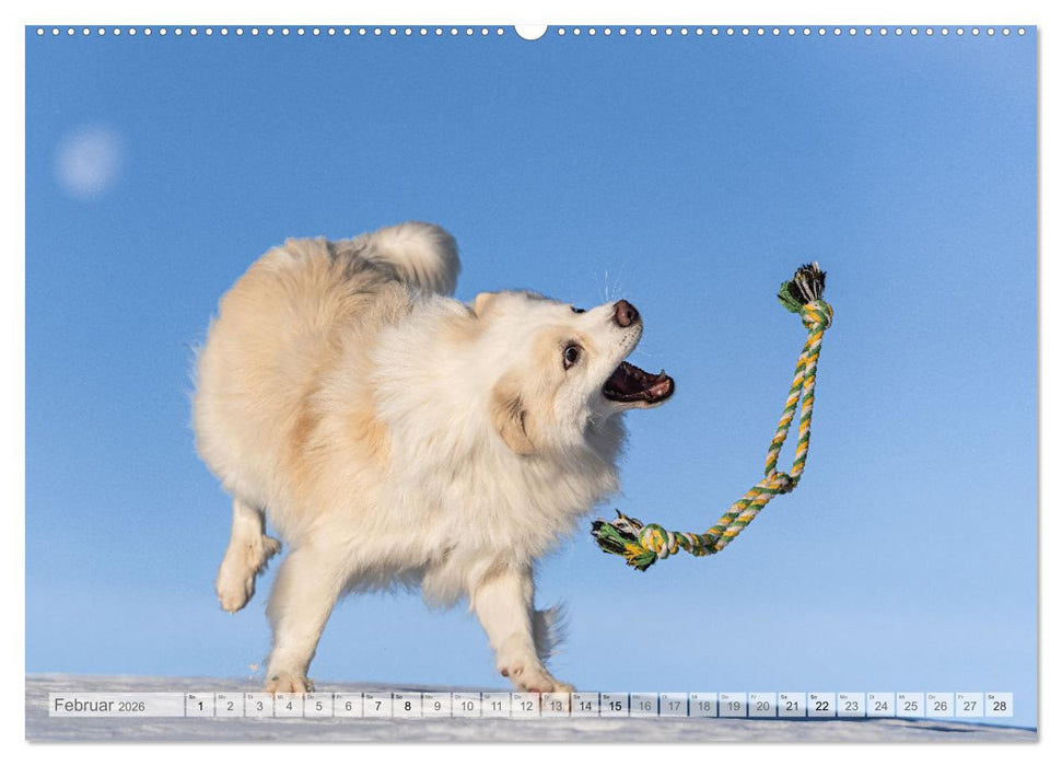 Glücksmomente - Unterwegs mit meinem Islandhund (CALVENDO Premium Wandkalender 2026)