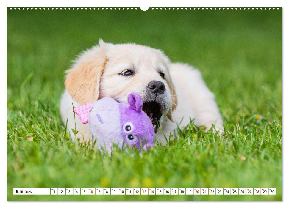 Goldige Aussichten - Mit Golden Retriever Welpen durch das Jahr (CALVENDO Premium Wandkalender 2026)