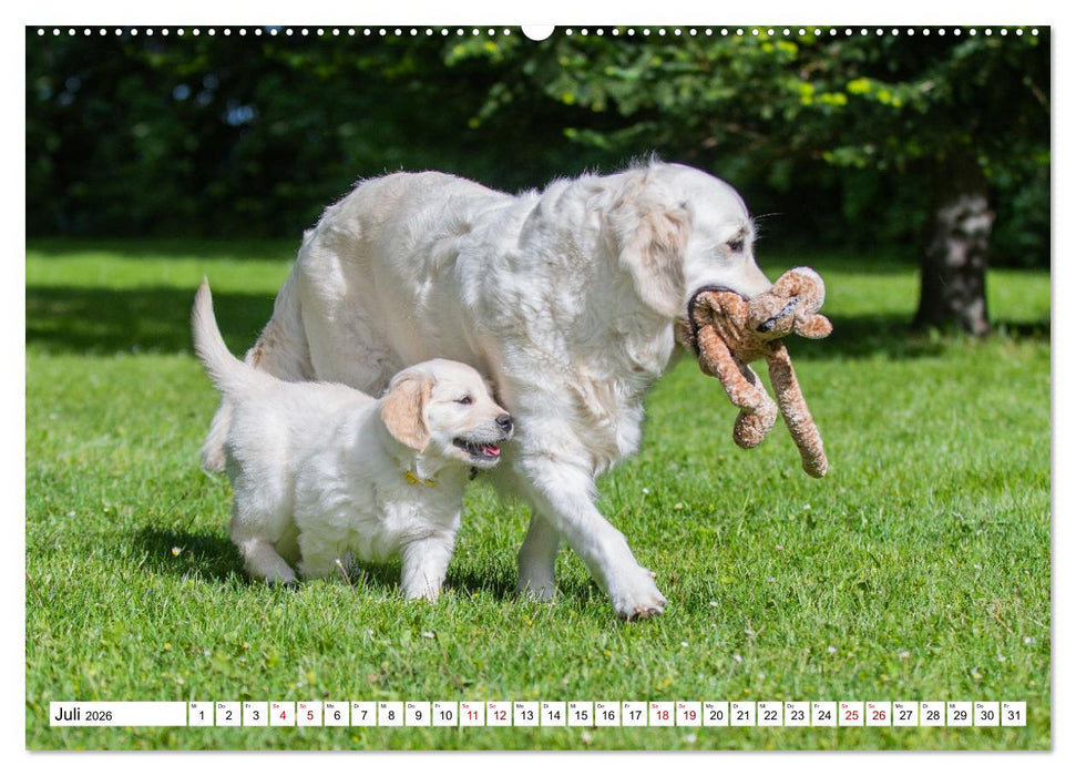 Goldige Aussichten - Mit Golden Retriever Welpen durch das Jahr (CALVENDO Premium Wandkalender 2026)