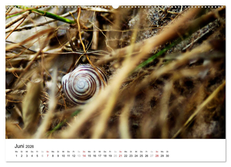 Dünenmomente - Ein Tag in den Dünen Nordjütlands (CALVENDO Premium Wandkalender 2026)