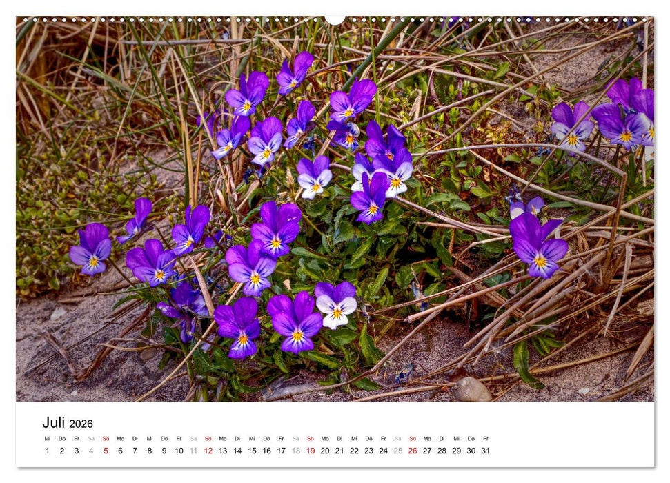 Dünenmomente - Ein Tag in den Dünen Nordjütlands (CALVENDO Premium Wandkalender 2026)