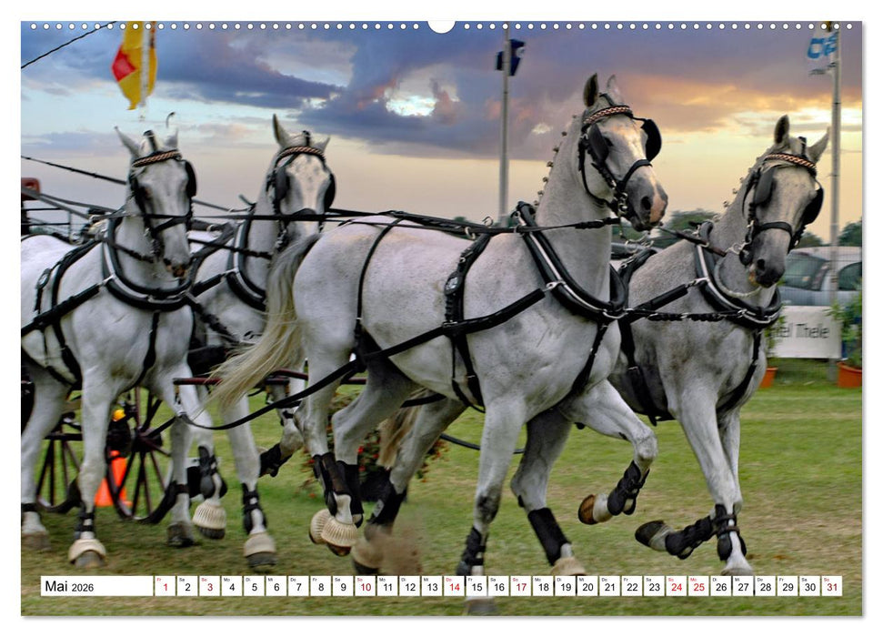 Vierspänner Herausforderung Fahrsport (CALVENDO Premium Wandkalender 2026)