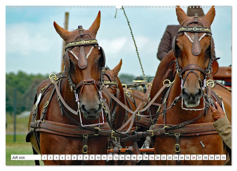 Vierspänner Herausforderung Fahrsport (CALVENDO Premium Wandkalender 2026)