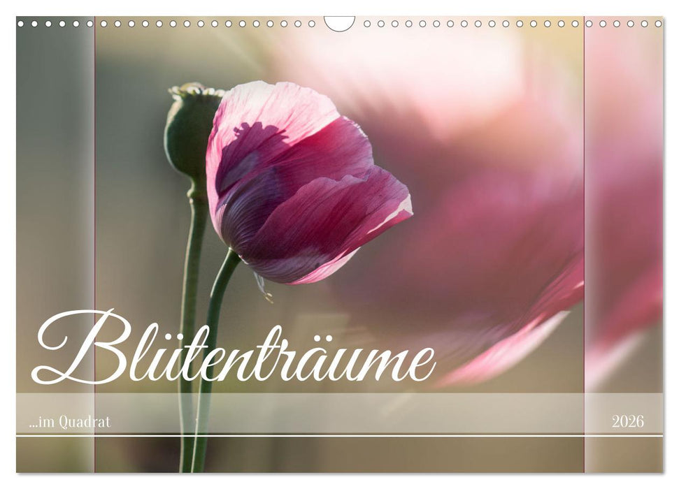 Blütenträume - im Quadrat (CALVENDO Wandkalender 2026)
