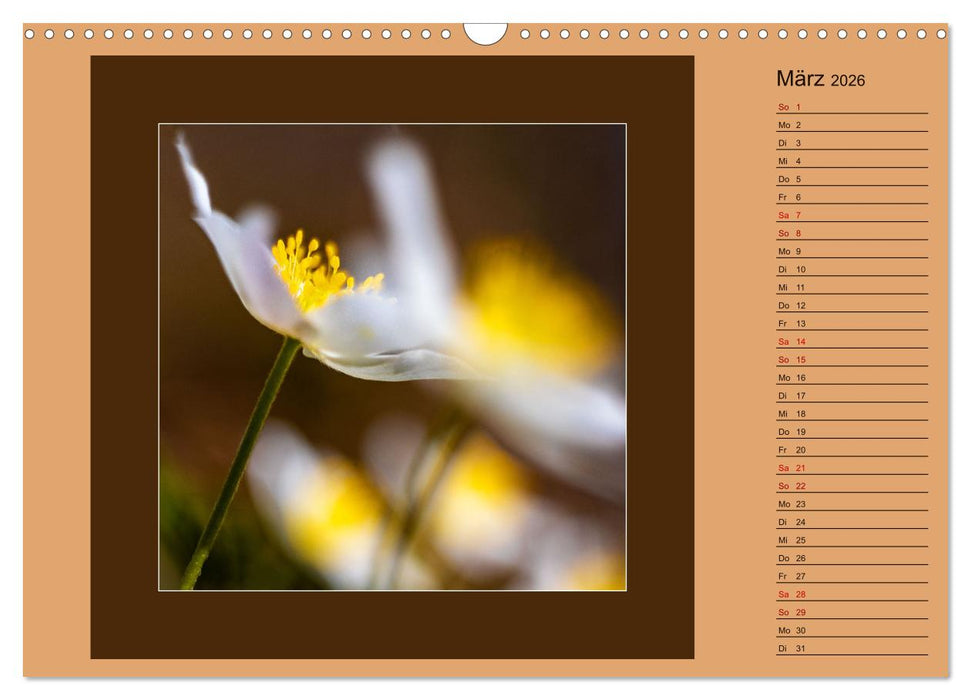 Blütenträume - im Quadrat (CALVENDO Wandkalender 2026)
