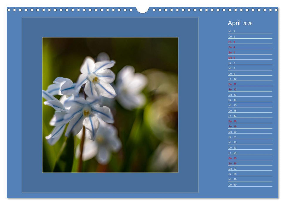 Blütenträume - im Quadrat (CALVENDO Wandkalender 2026)