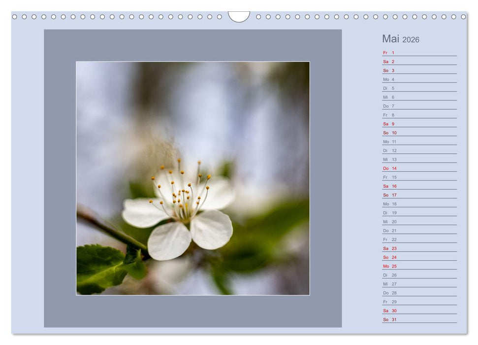Blütenträume - im Quadrat (CALVENDO Wandkalender 2026)