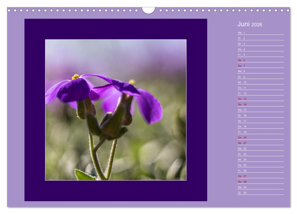 Blütenträume - im Quadrat (CALVENDO Wandkalender 2026)