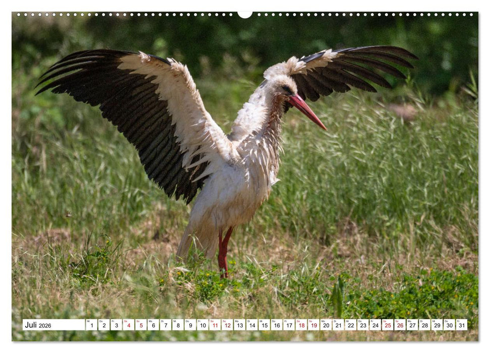 Vogelparadies Volvi-See (CALVENDO Premium Wandkalender 2026)