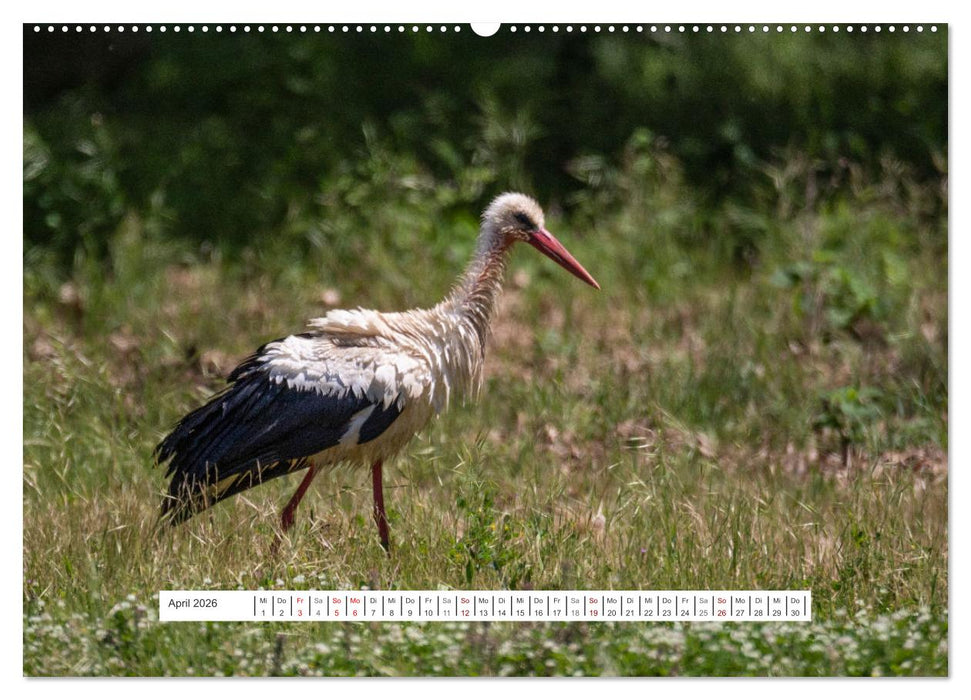 Grünes Griechenland (CALVENDO Premium Wandkalender 2026)