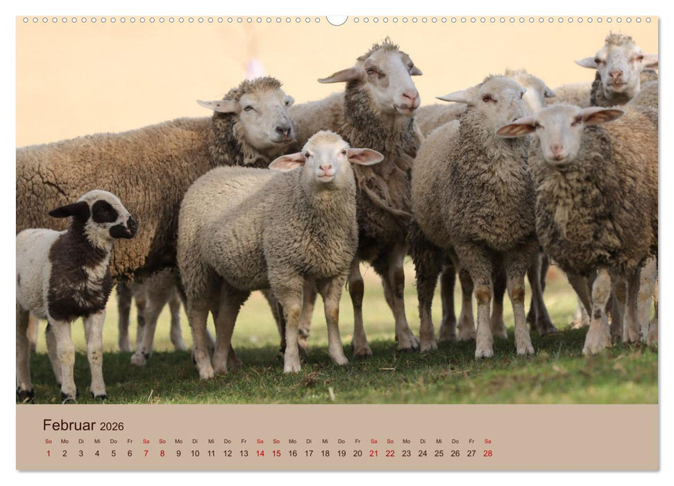 Bauernhoftiere - Von Klein bis Groß, mit Fell und mit Federn. (CALVENDO Premium Wandkalender 2026)