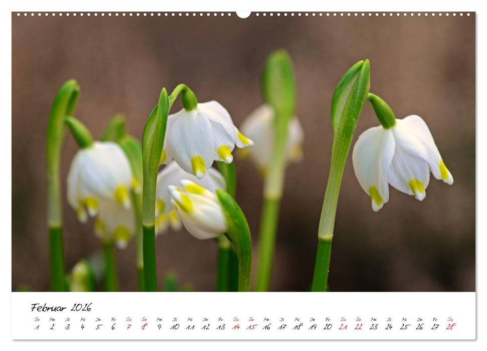 Schönheiten in freier Natur (CALVENDO Premium Wandkalender 2026)
