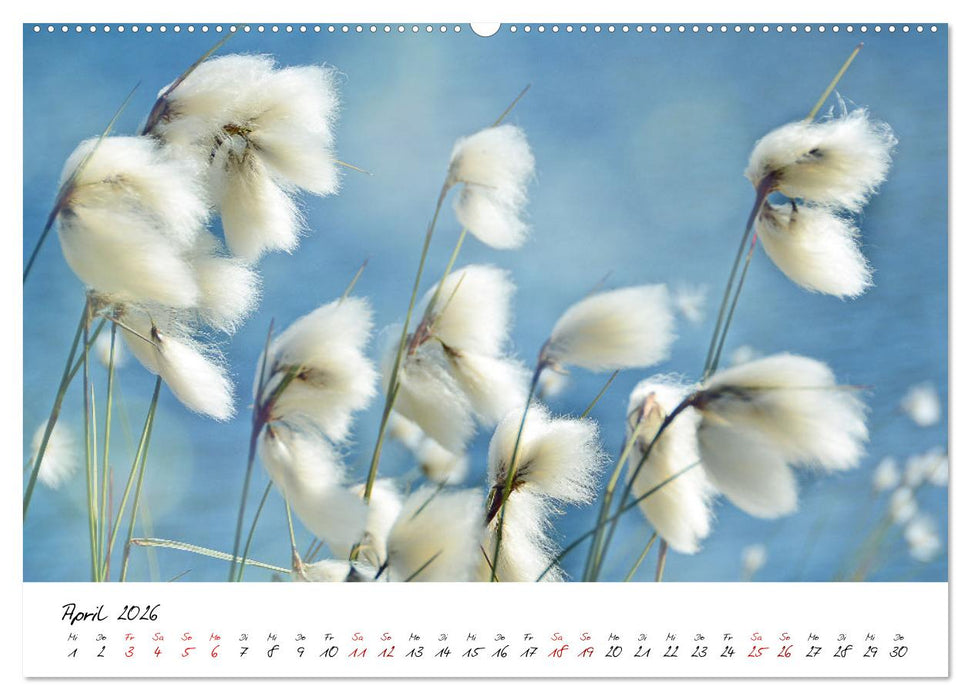 Schönheiten in freier Natur (CALVENDO Premium Wandkalender 2026)