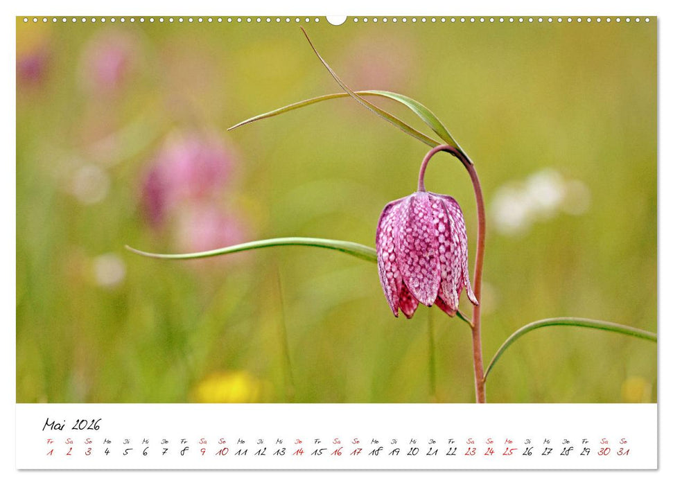 Schönheiten in freier Natur (CALVENDO Premium Wandkalender 2026)