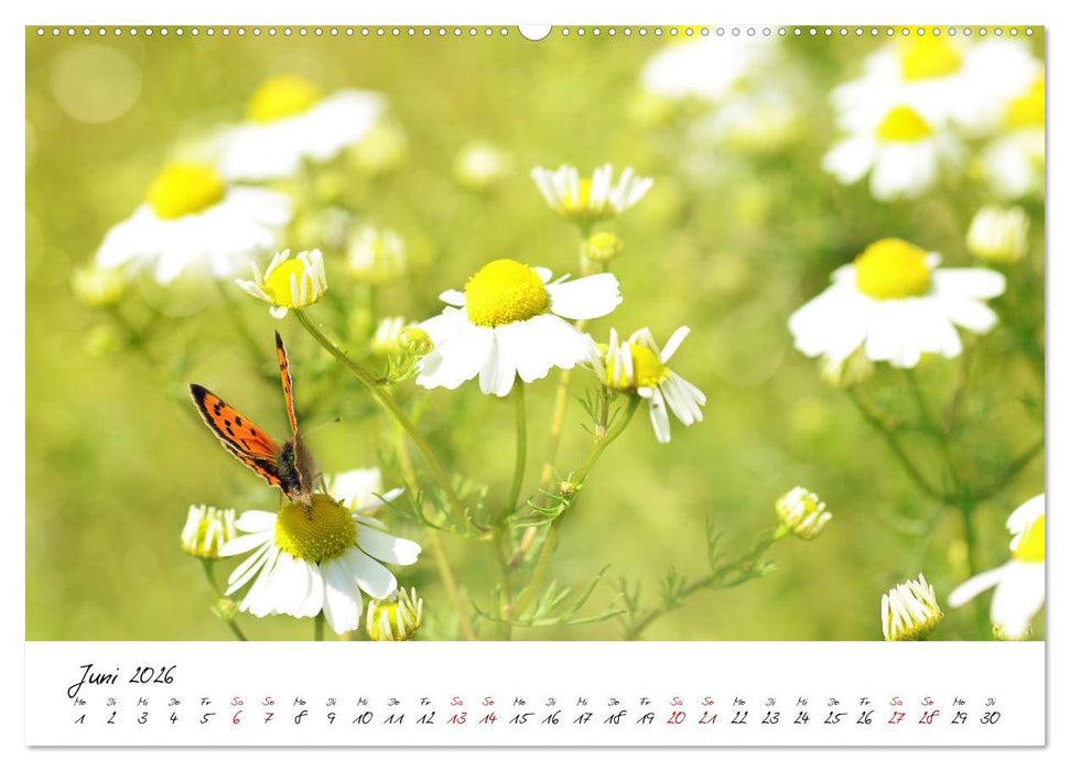 Schönheiten in freier Natur (CALVENDO Premium Wandkalender 2026)