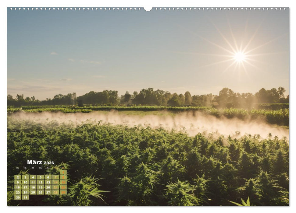 Wunderschöne Cannabisfelder (CALVENDO Premium Wandkalender 2026)