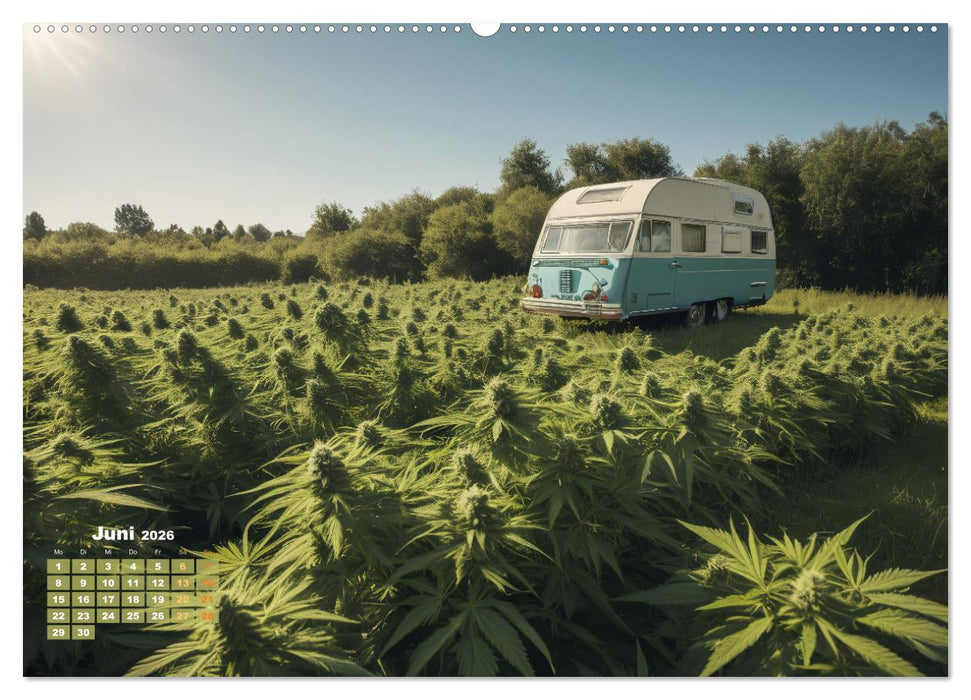 Wunderschöne Cannabisfelder (CALVENDO Premium Wandkalender 2026)