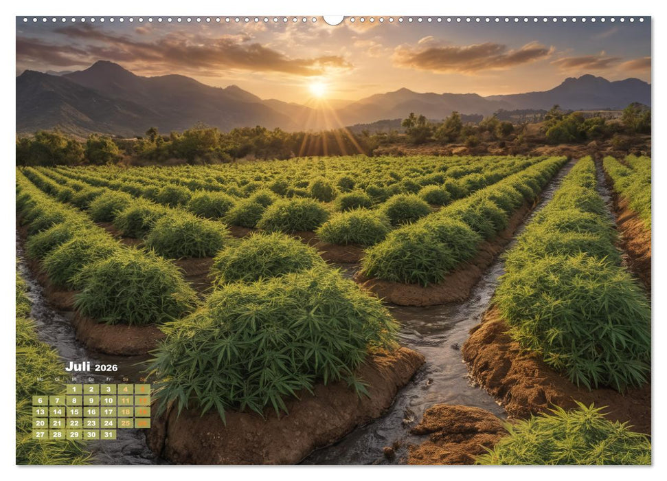 Wunderschöne Cannabisfelder (CALVENDO Premium Wandkalender 2026)