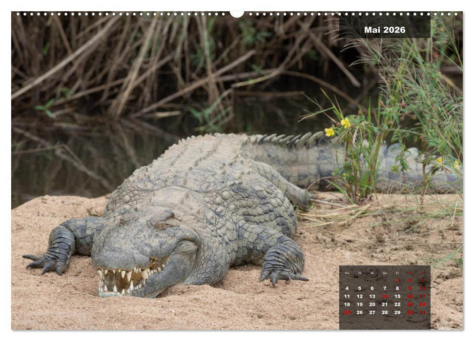 Auf Safari im Kruger National Park (CALVENDO Premium Wandkalender 2026)