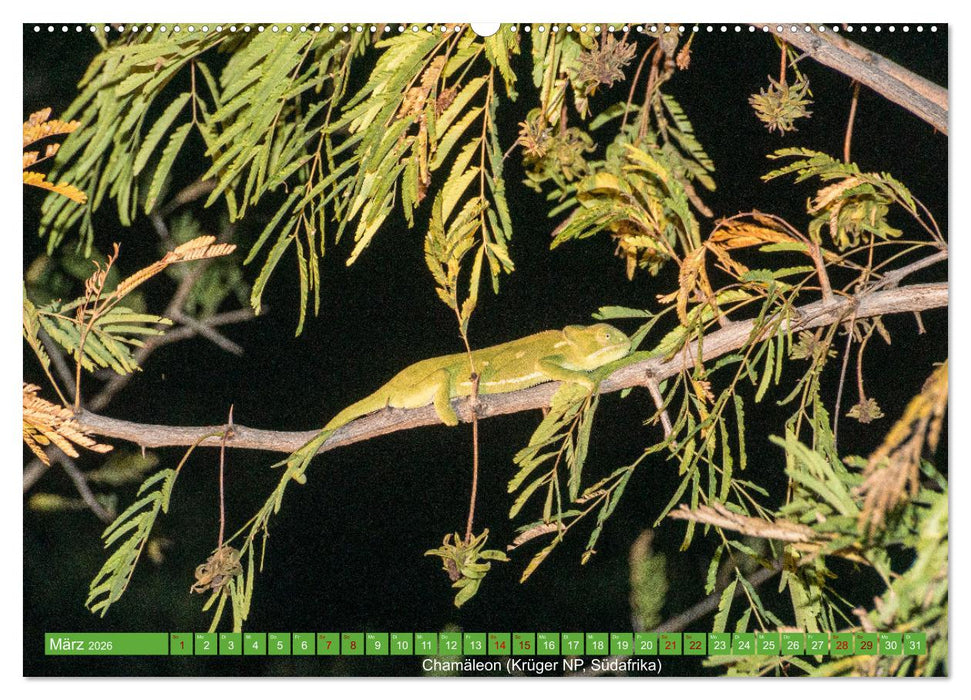Reptilien wild und schön (CALVENDO Premium Wandkalender 2026)