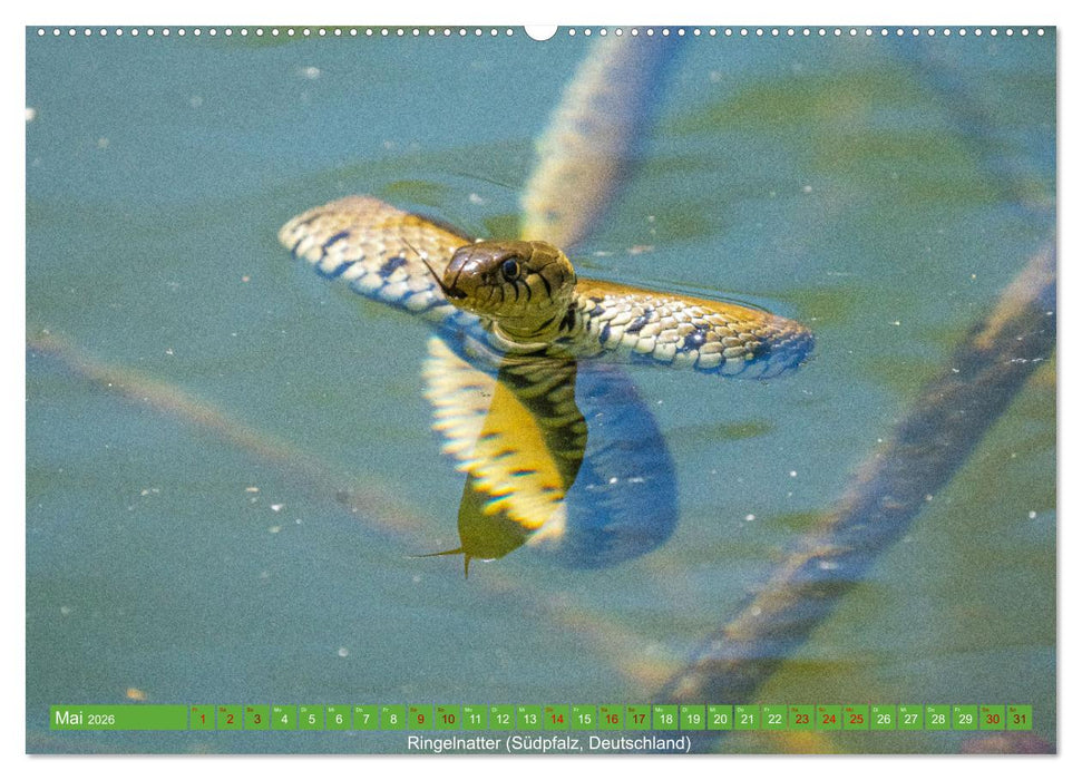 Reptilien wild und schön (CALVENDO Premium Wandkalender 2026)