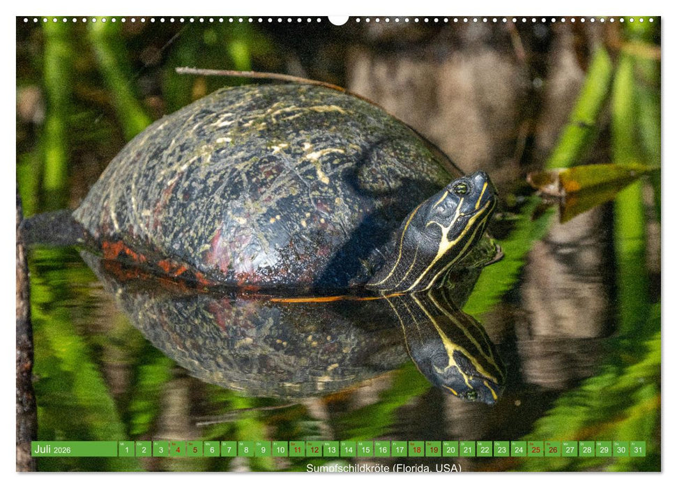 Reptilien wild und schön (CALVENDO Premium Wandkalender 2026)