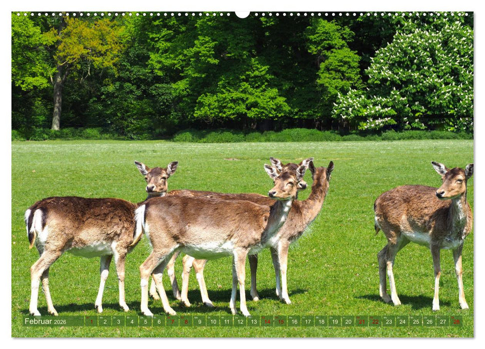 Damwild - stolze Tiere des Waldes hautnah (CALVENDO Premium Wandkalender 2026)