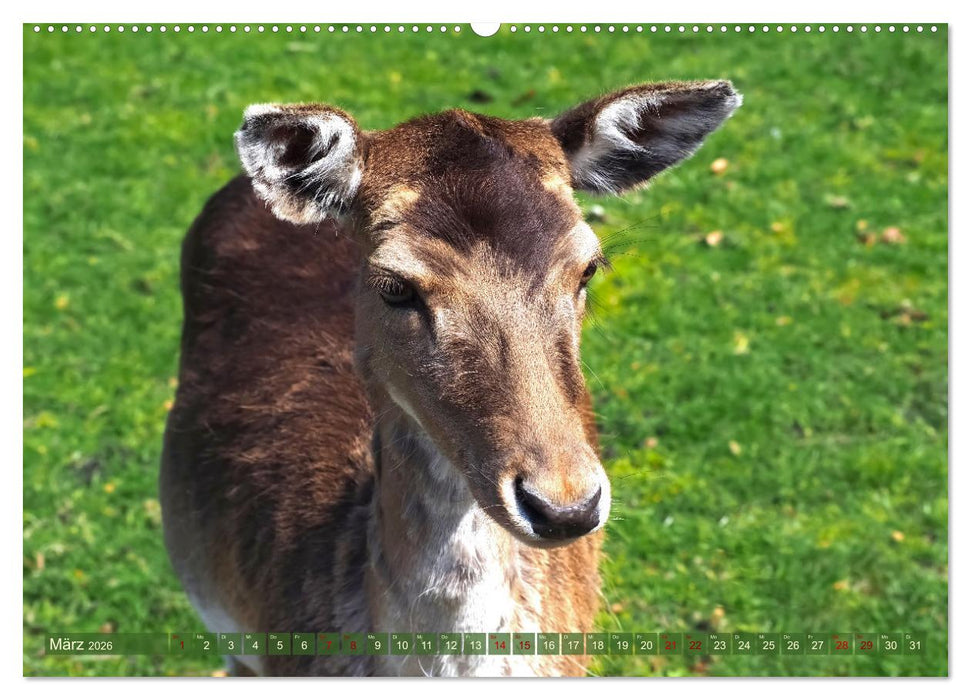 Damwild - stolze Tiere des Waldes hautnah (CALVENDO Premium Wandkalender 2026)