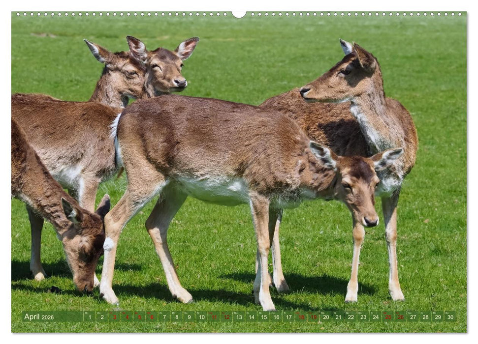 Damwild - stolze Tiere des Waldes hautnah (CALVENDO Premium Wandkalender 2026)