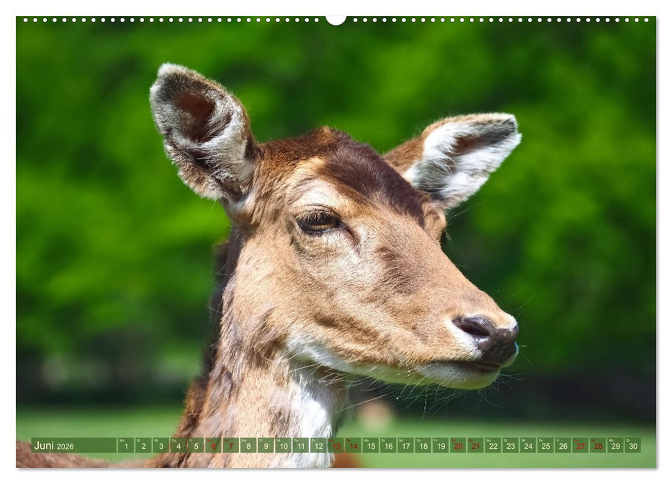 Damwild - stolze Tiere des Waldes hautnah (CALVENDO Premium Wandkalender 2026)
