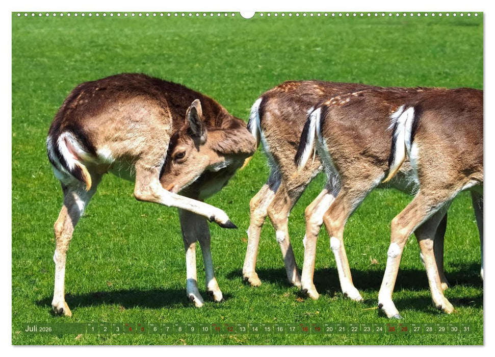 Damwild - stolze Tiere des Waldes hautnah (CALVENDO Premium Wandkalender 2026)