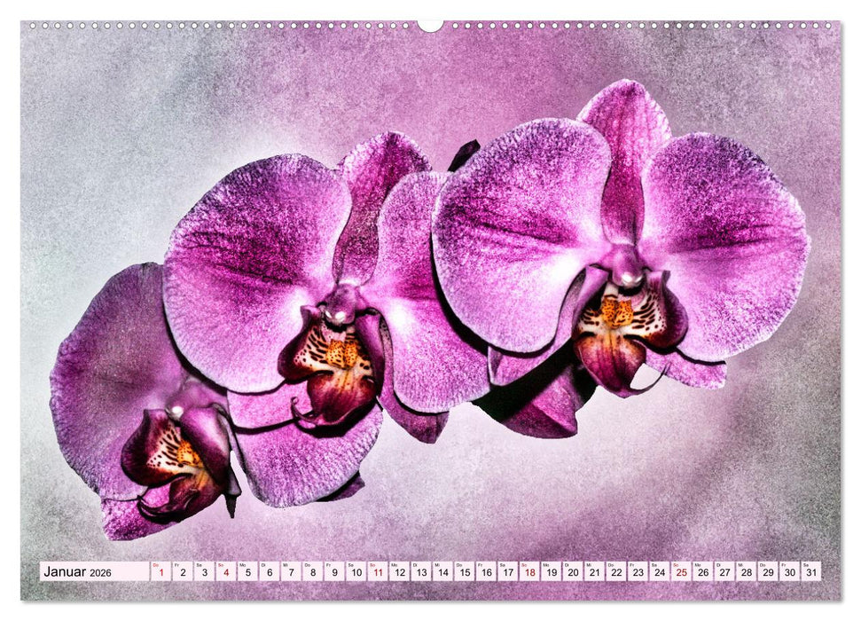 Orchideen im Retro-Stil (CALVENDO Premium Wandkalender 2026)