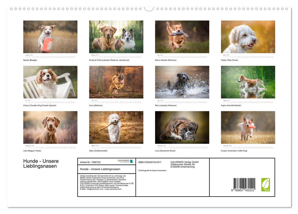 Hunde - Unsere Lieblingsnasen (CALVENDO Premium Wandkalender 2026)