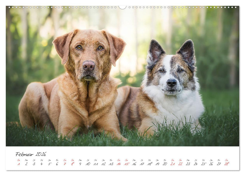 Hunde - Unsere Lieblingsnasen (CALVENDO Premium Wandkalender 2026)