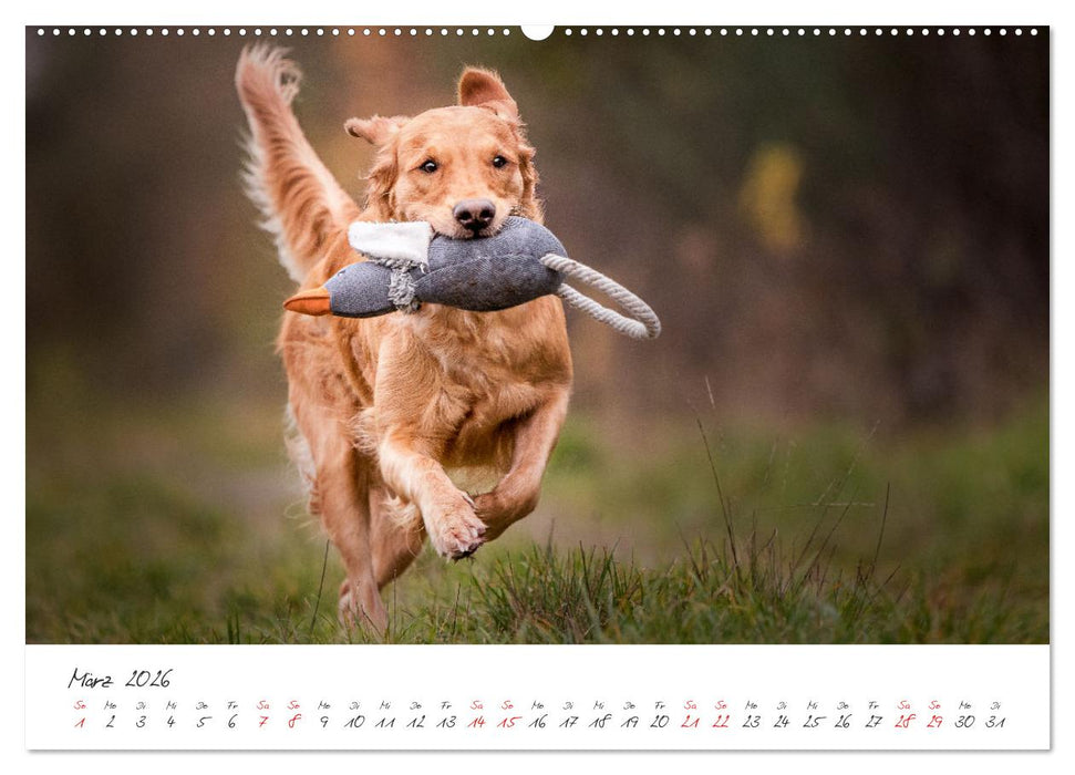 Hunde - Unsere Lieblingsnasen (CALVENDO Premium Wandkalender 2026)