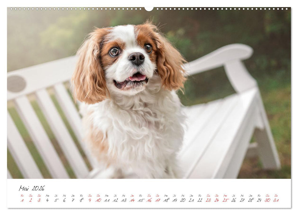Hunde - Unsere Lieblingsnasen (CALVENDO Premium Wandkalender 2026)