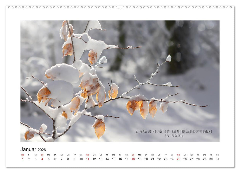 Blätterreigen (CALVENDO Premium Wandkalender 2026)