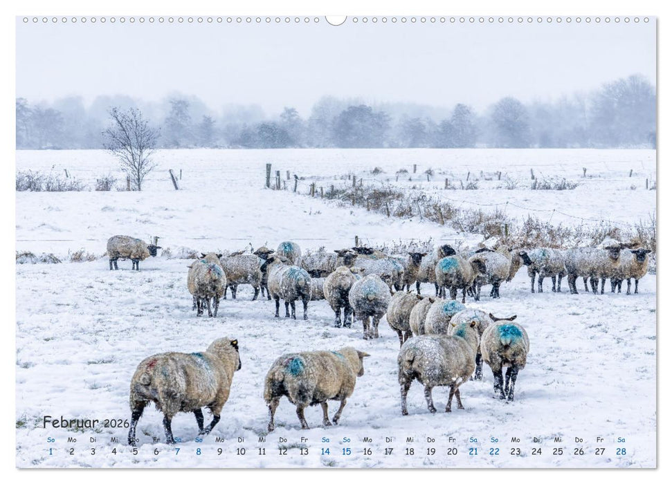 Westküste - Zwischen St. Peter Ording, Büsum und Elbe (CALVENDO Premium Wandkalender 2026)