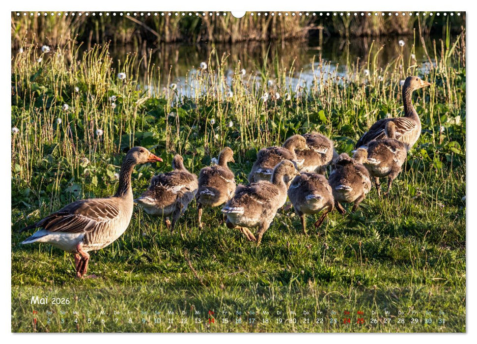 Westküste - Zwischen St. Peter Ording, Büsum und Elbe (CALVENDO Premium Wandkalender 2026)