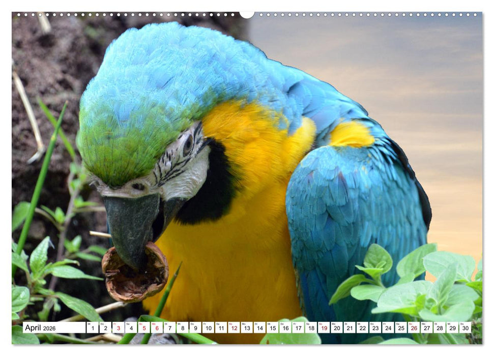 Aras - die fliegenden Edelsteine Mittel- und Südamerikas (CALVENDO Premium Wandkalender 2026)