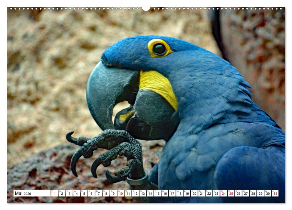 Aras - die fliegenden Edelsteine Mittel- und Südamerikas (CALVENDO Premium Wandkalender 2026)