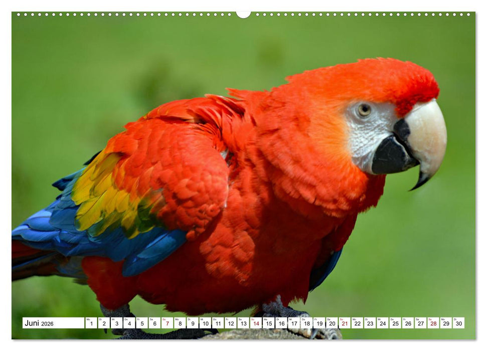 Aras - die fliegenden Edelsteine Mittel- und Südamerikas (CALVENDO Premium Wandkalender 2026)