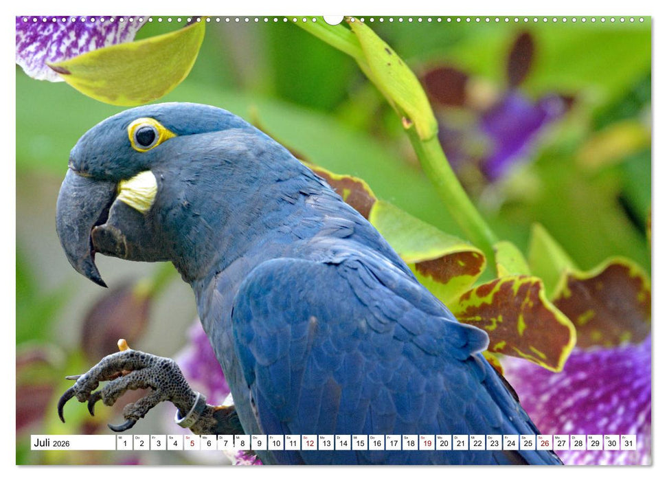 Aras - die fliegenden Edelsteine Mittel- und Südamerikas (CALVENDO Premium Wandkalender 2026)