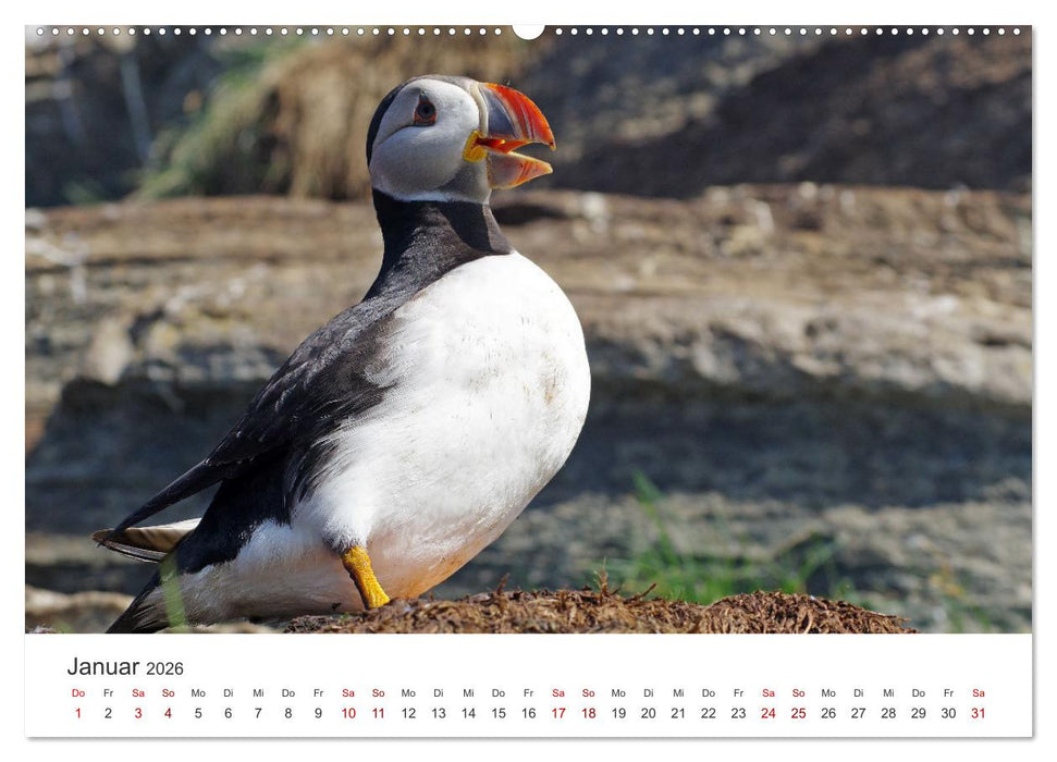Papageitaucher - Clowns der nordischen Vogelwelt (CALVENDO Premium Wandkalender 2026)