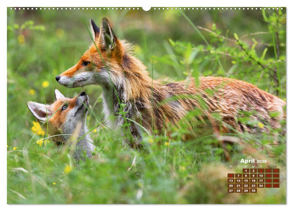 Tiere in freier Wildbahn by VogtArt (CALVENDO Premium Wandkalender 2026)