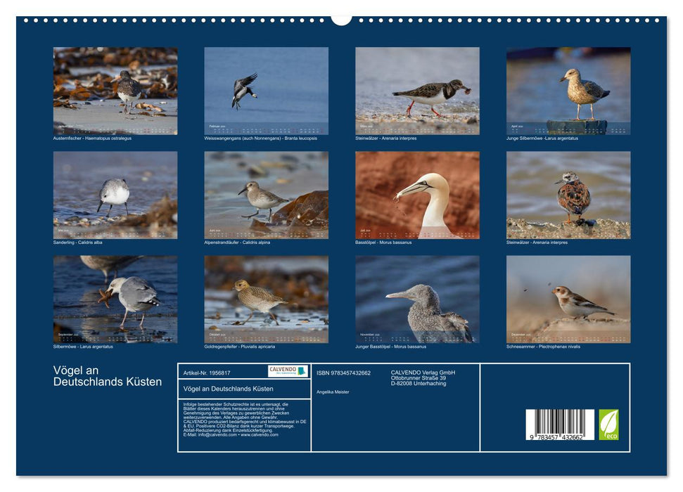 Vögel an Deutschlands Küsten (CALVENDO Premium Wandkalender 2026)